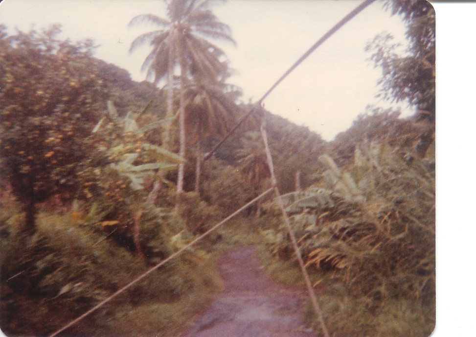 Citrus Trees Along The Roadway